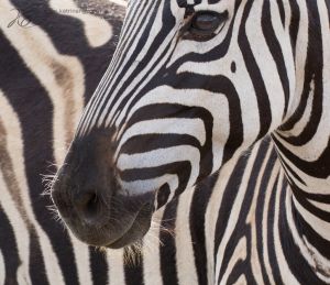 south africa-15.jpg